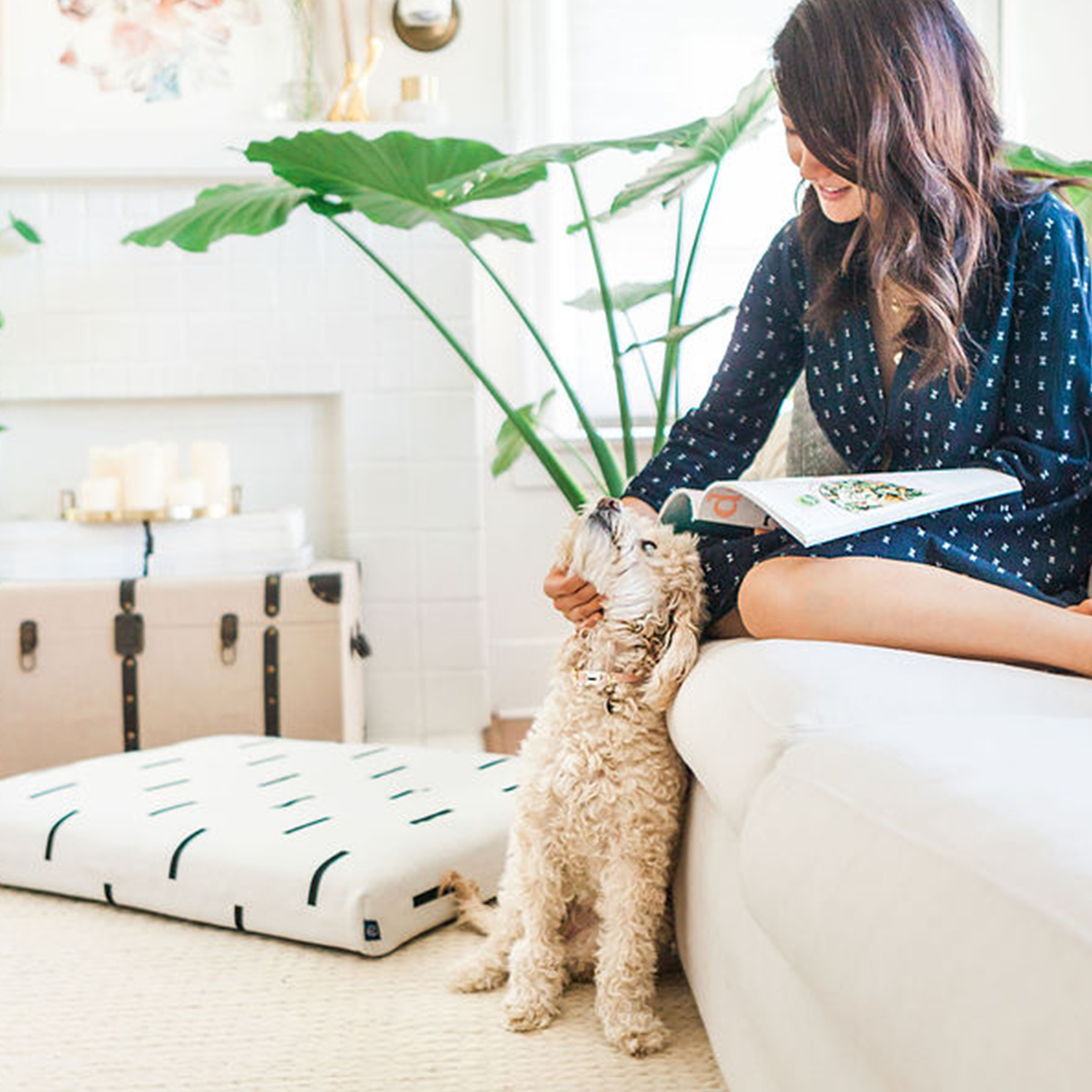 non-toxic-plants for dogs