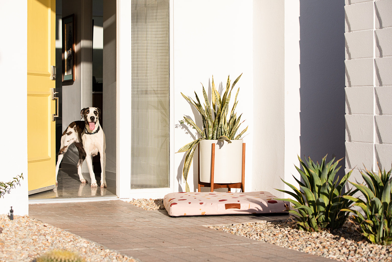Shelter Dogs in Paradise