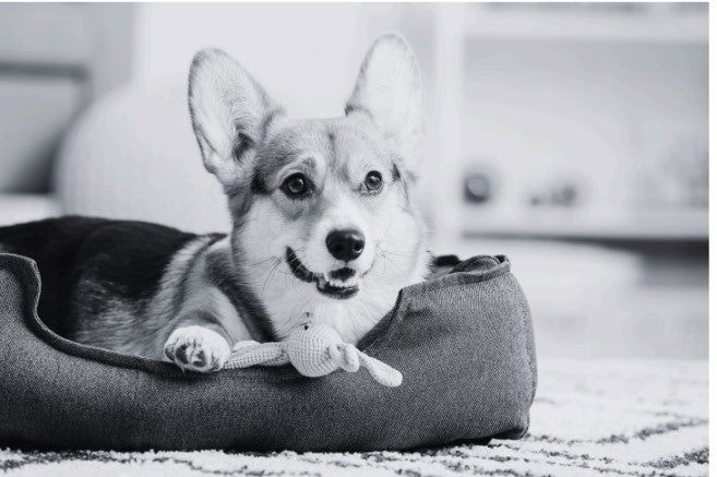 5 Fs of fear in dogs