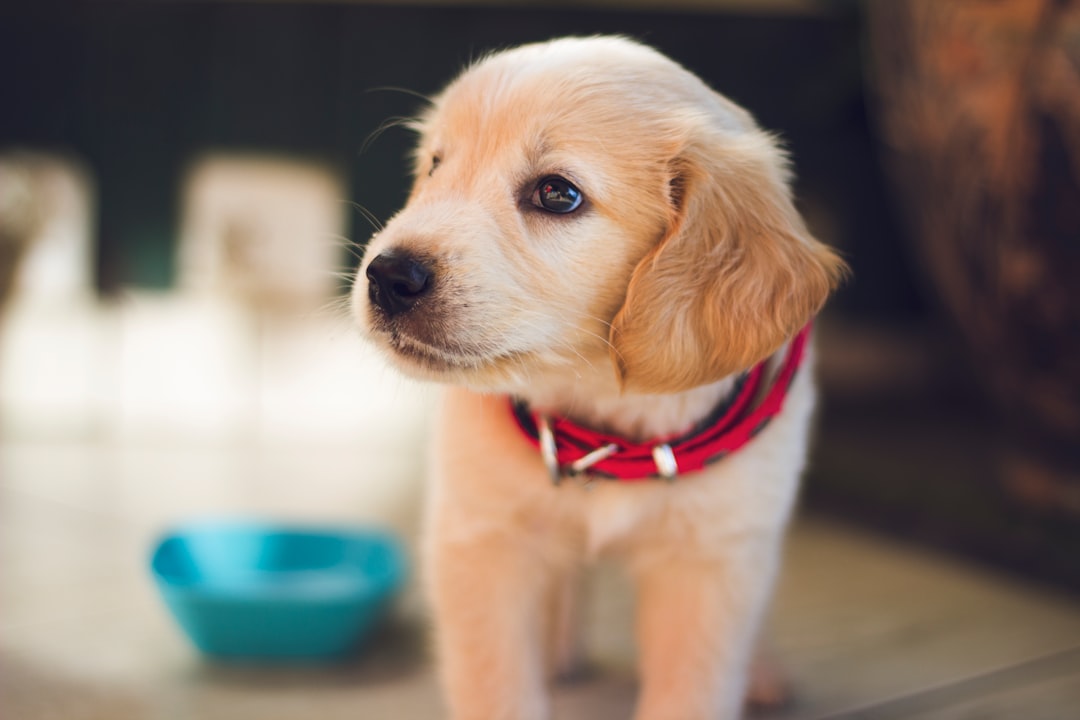 dog behavior triggers