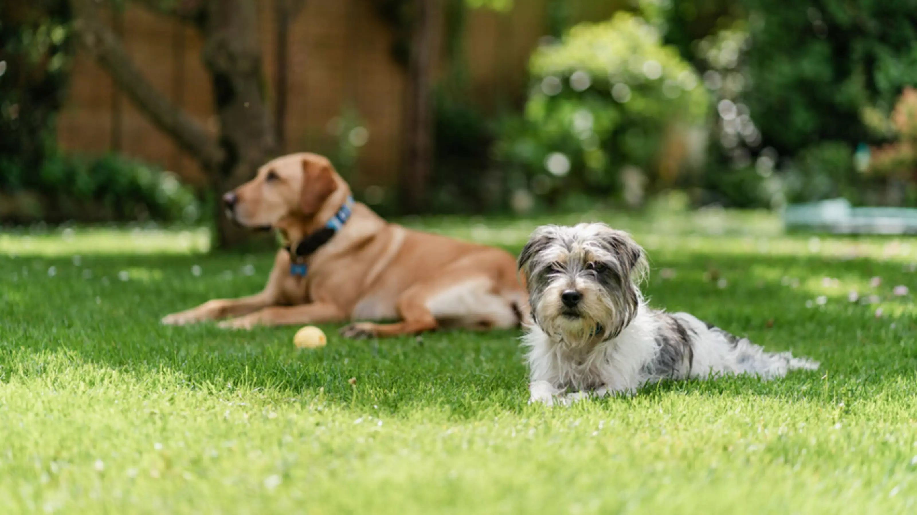 dog enrichment schedule