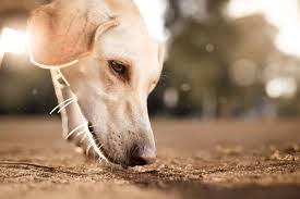 canine enrichment activities
