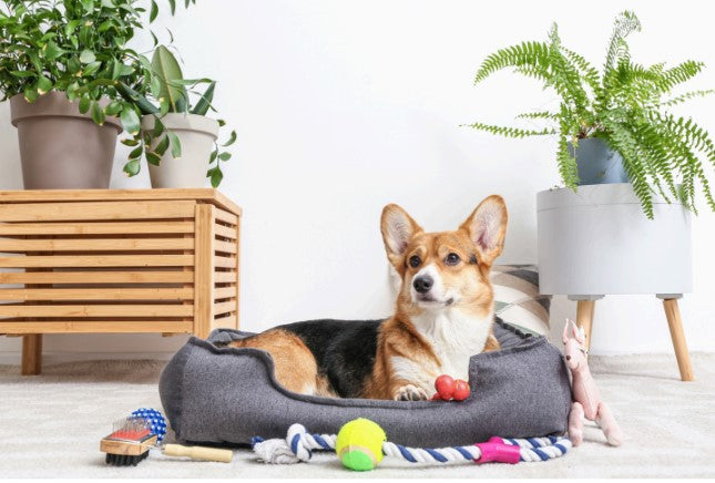 dog comfort zone setup