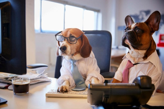 dog management strategies