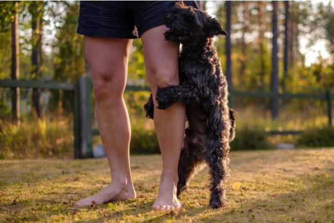 how to stop dog humping