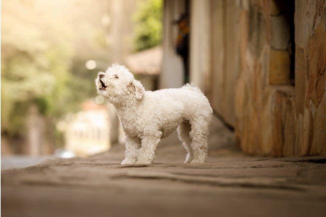 stop dog barking