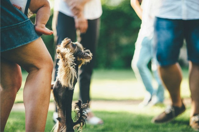 puppy training jumping