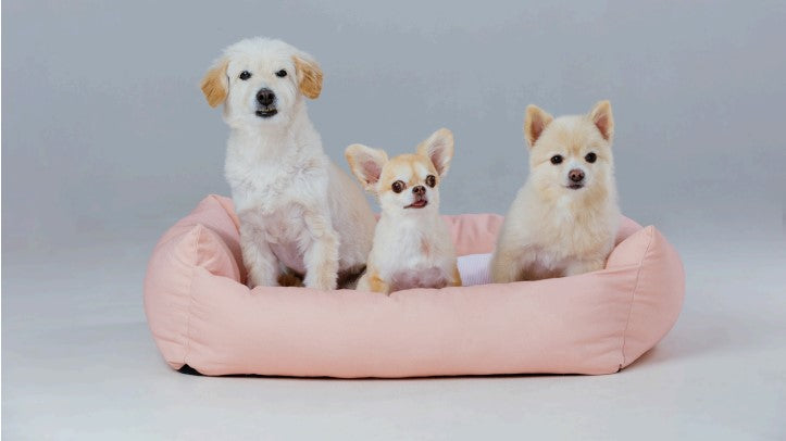 3 3 3 rule dogs