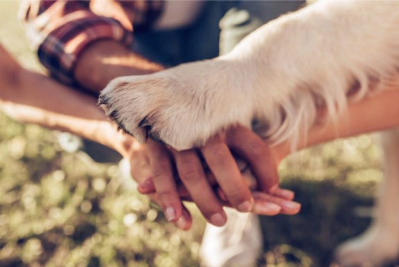 force free dog training philosophy