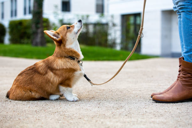 behavior threshold dog training example