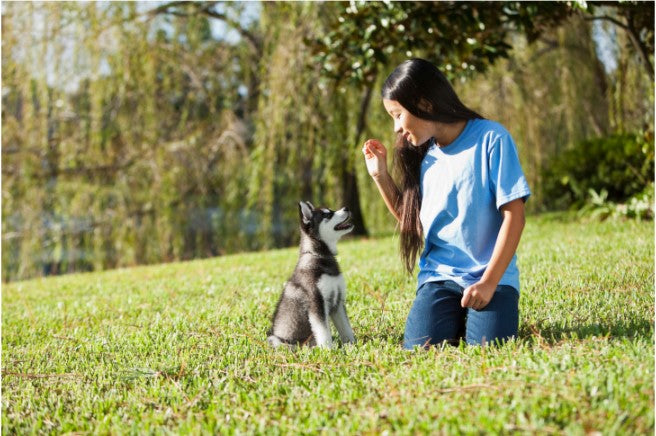 learning in distraction dog training