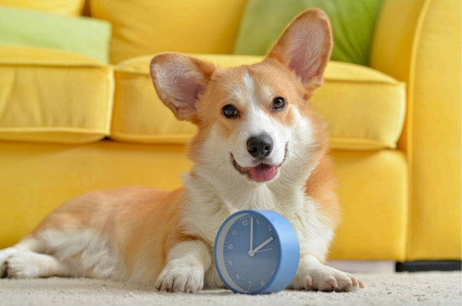 dog behavior duration techniques