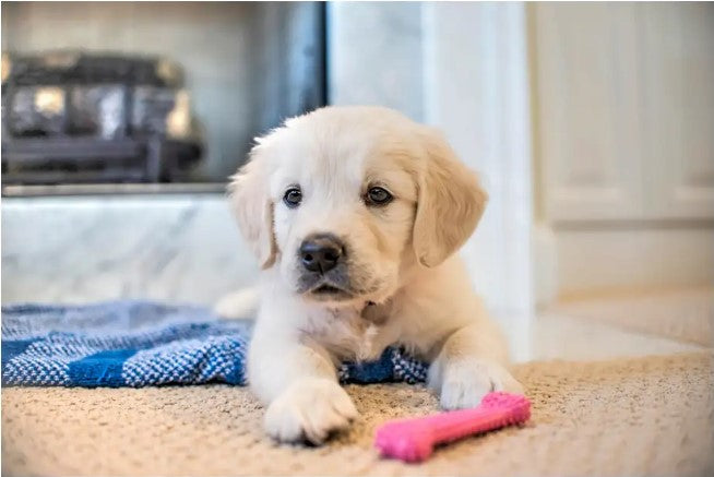 how to teach leave it to a dog, teaching dogs impulse control