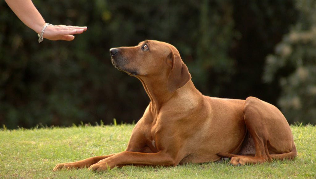 training deaf dogs