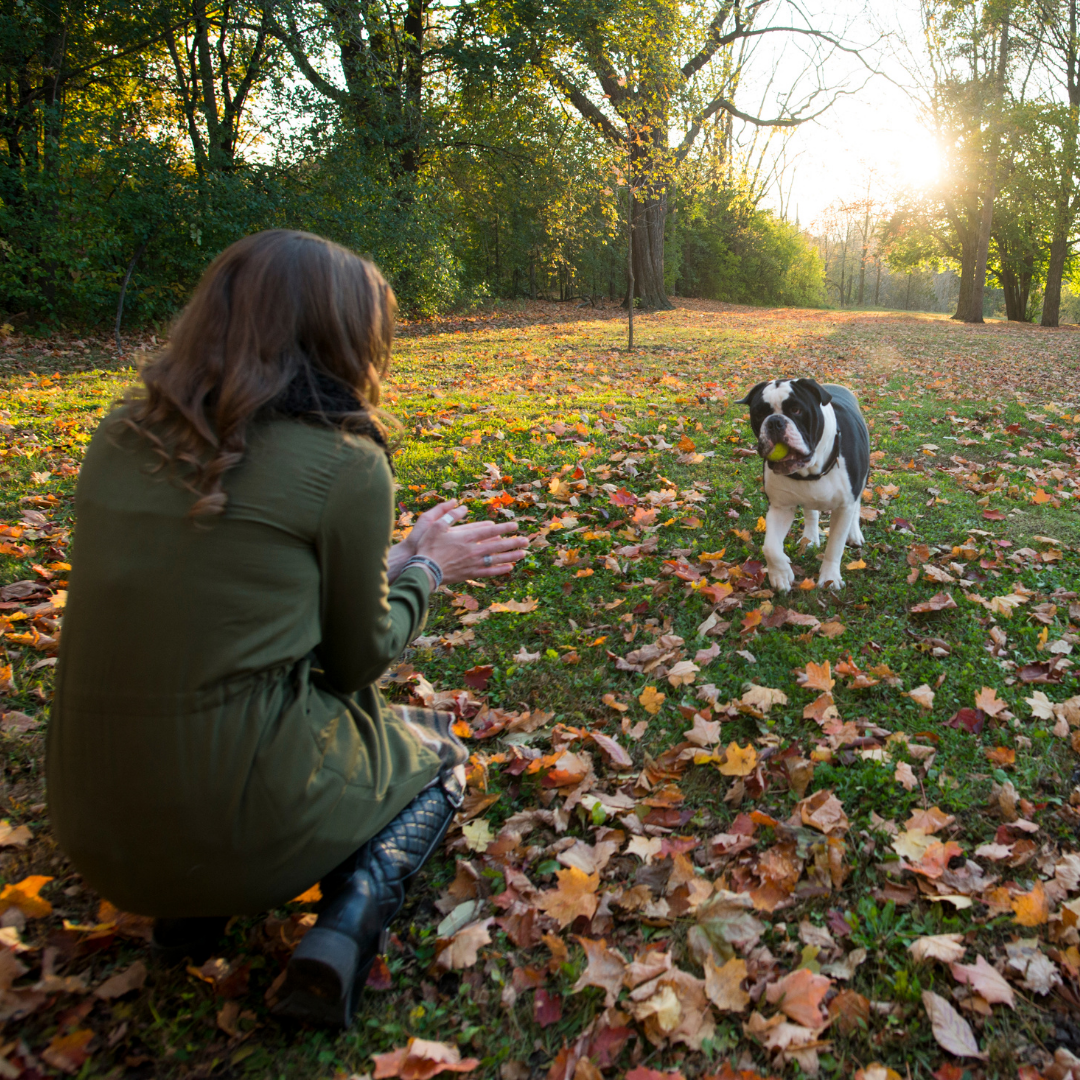 how to teach a stubborn dog to come, how to train stubborn dog to come,  how to teach your dog to come, teaching recall to a stubborn dog