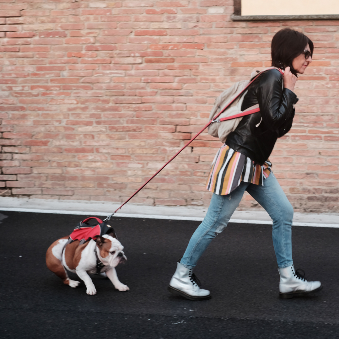 how to deal with a stubborn dog