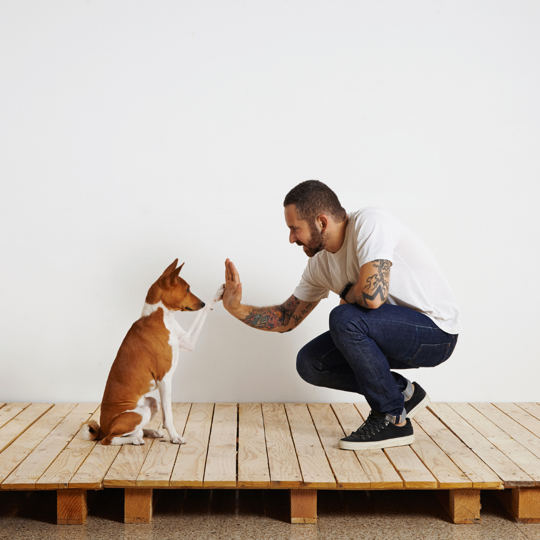 Dogcue The 6 Common Dog Cues You Can Teach at Home | LAY LO Pets