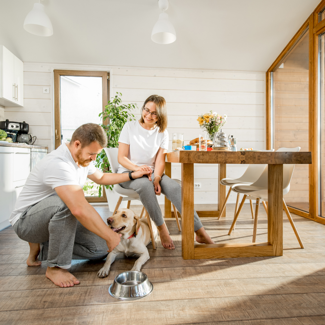 How to train a dog at home. Dog obedience 101