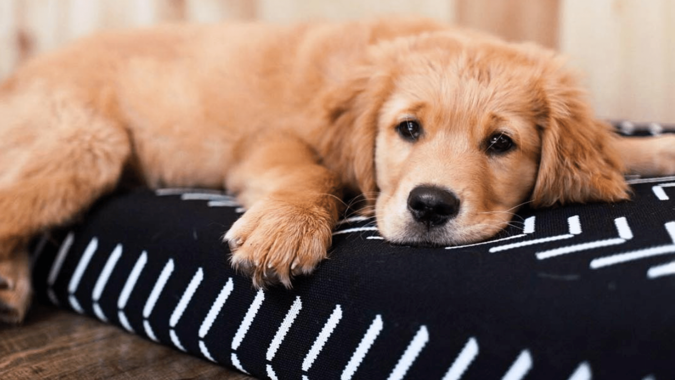 dog sleeping in lay lo bed