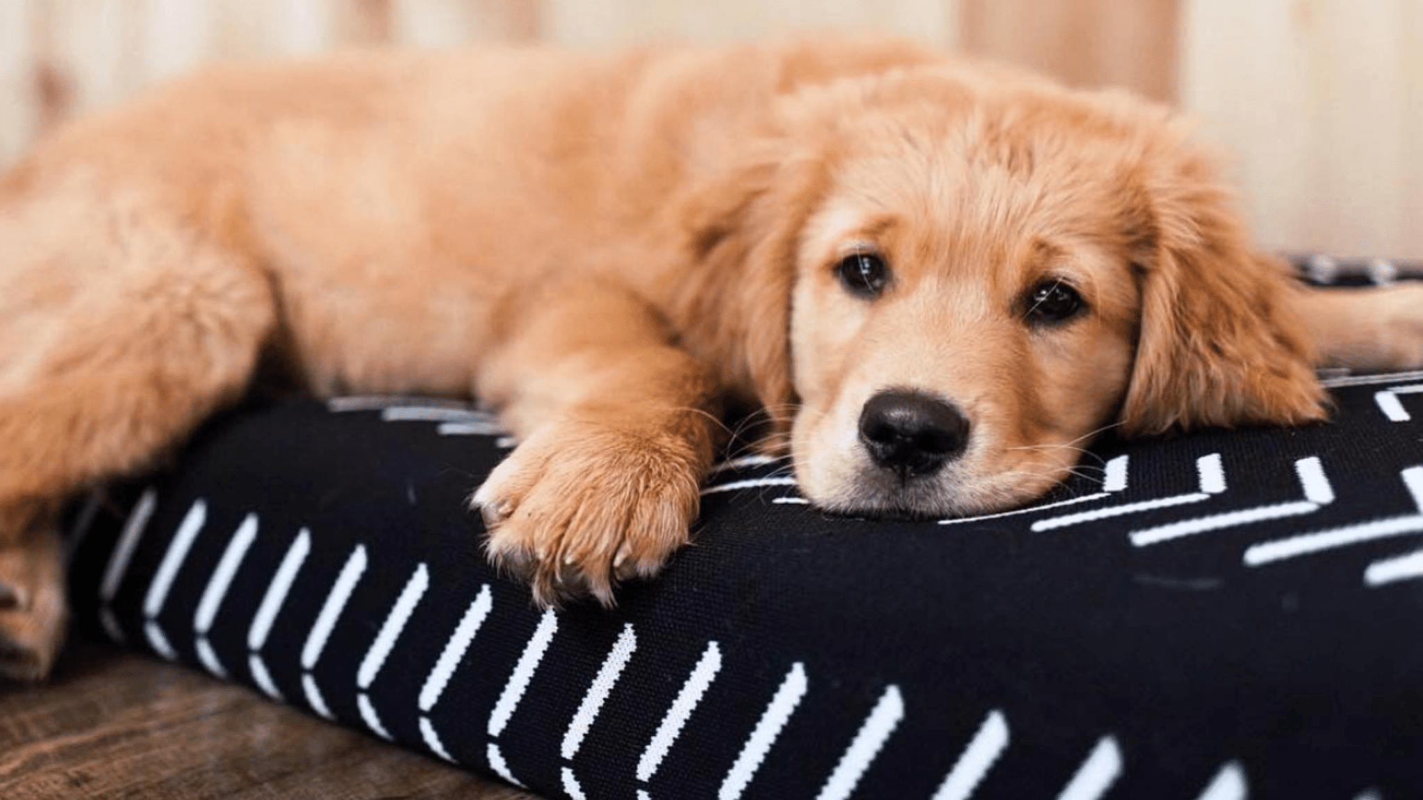 How to Introduce Your Dog to a New Bed LAY LO Pets
