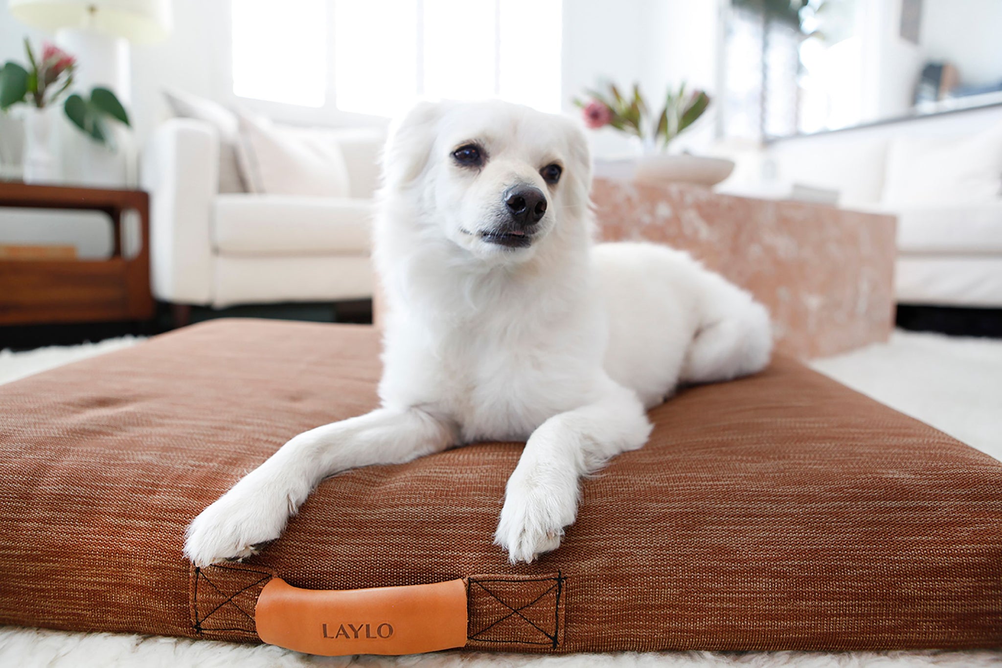 puppy on the best dog bed