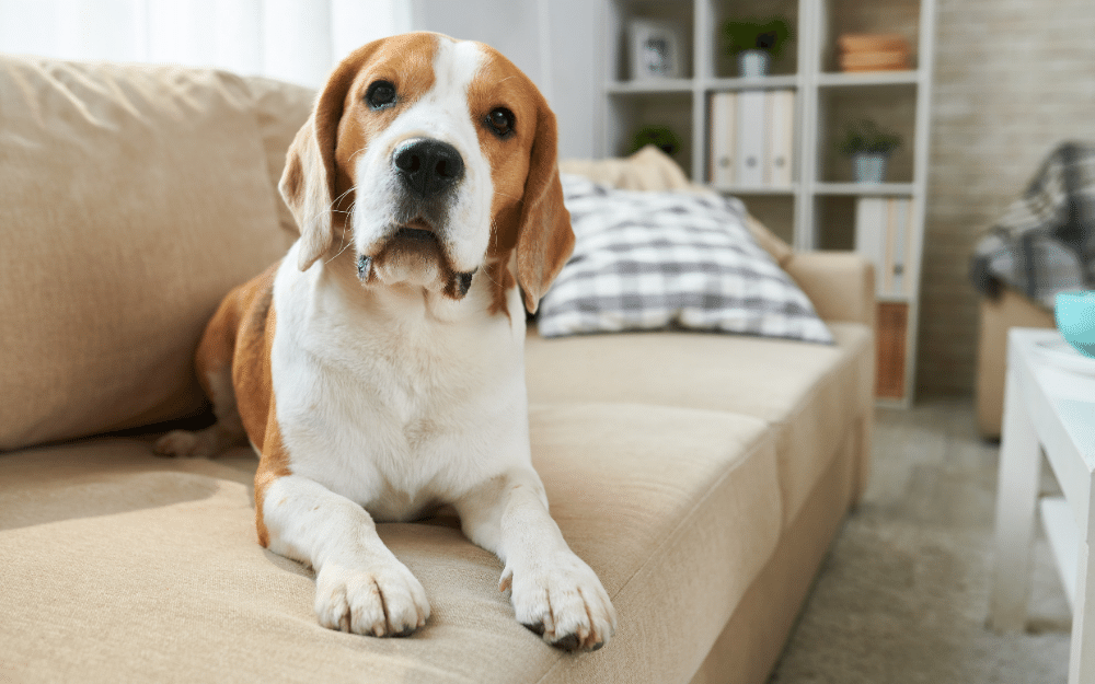 Laylo Pets-Approved Way to Keep Your Anxious Pup Calm