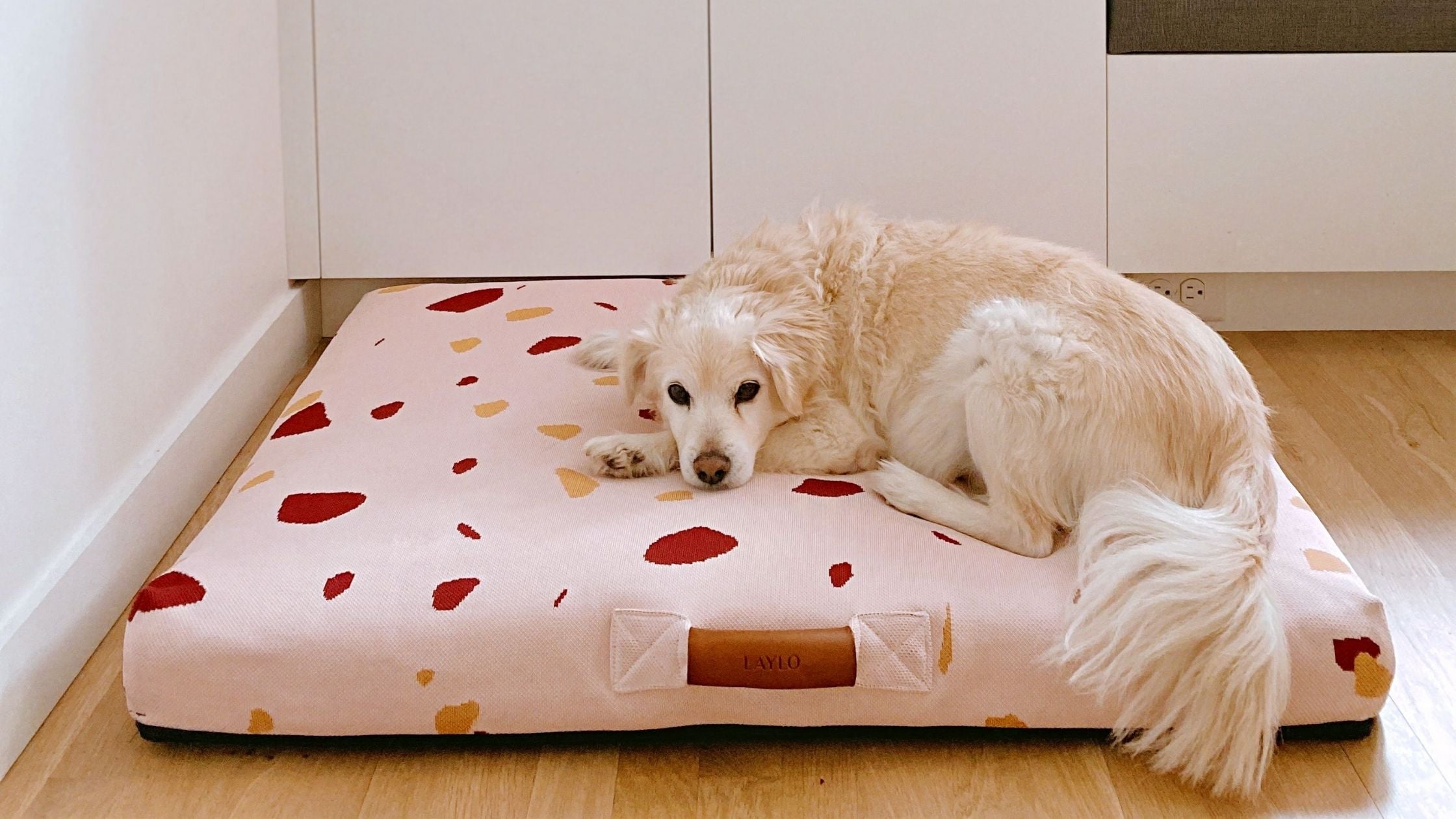 why do dogs scratch their beds, dog scratching bed, why do dogs dig in their beds