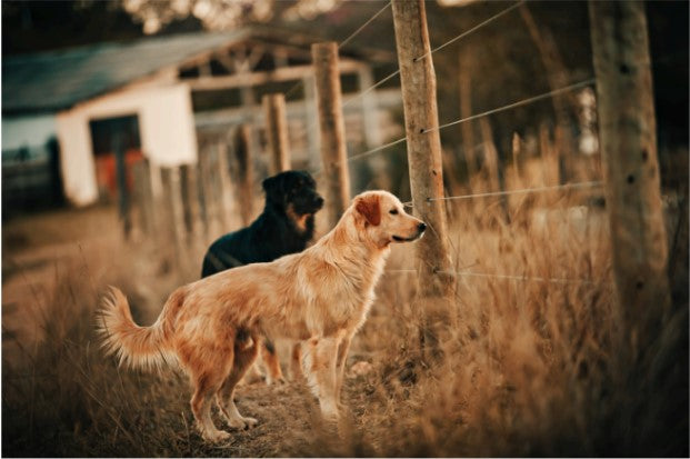  boundary training for dogs