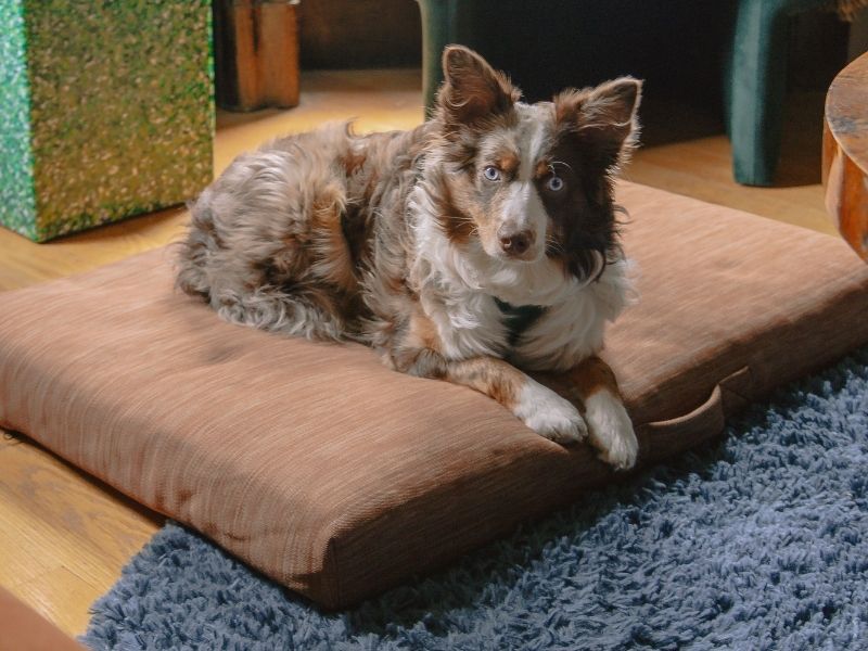 emily simms dog in his modern dog bed by lay lo