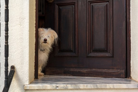 teaching a dog to wait