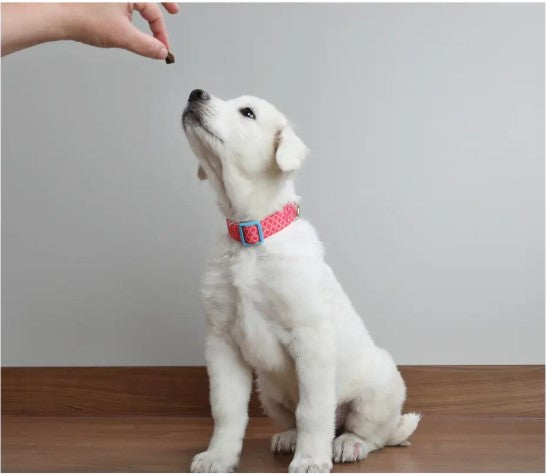how to teach your puppy their name