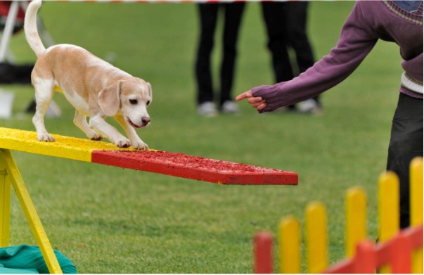 benefits of puppy games, high to low puppy games