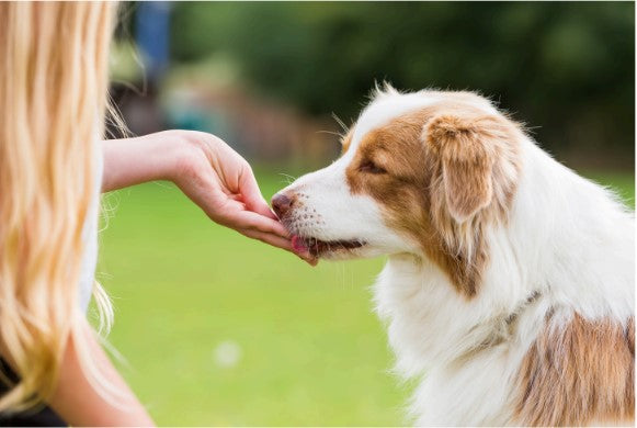 best training treats for puppies