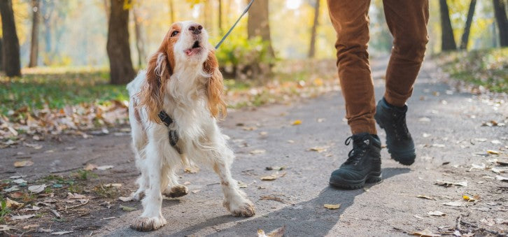 impulse control training for dogs