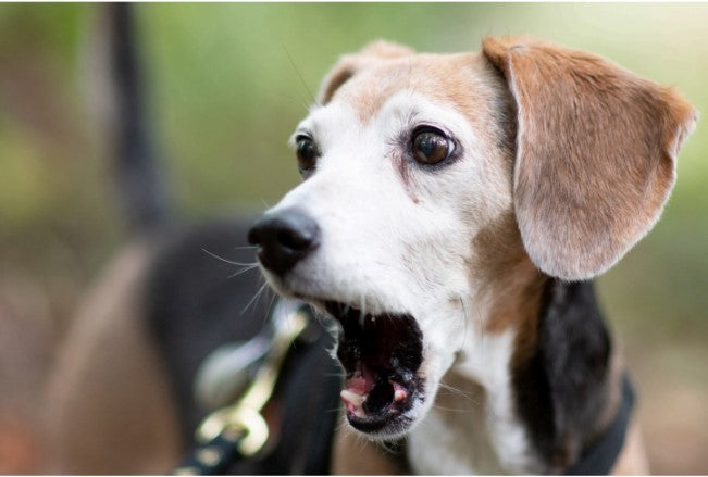 reactive dog training tips
