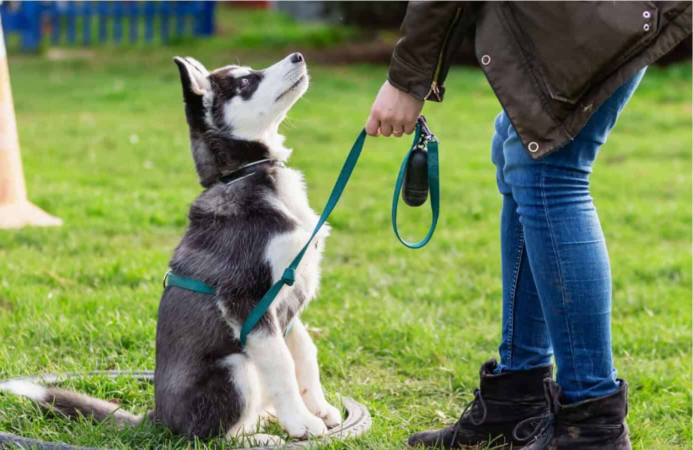 force free dog training methods