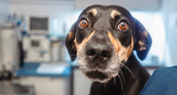 separation anxiety in dogs