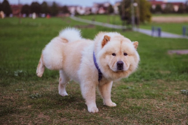 urine marking in dogs