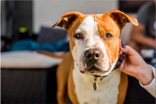 collar grab dog training, collar grab training for puppies