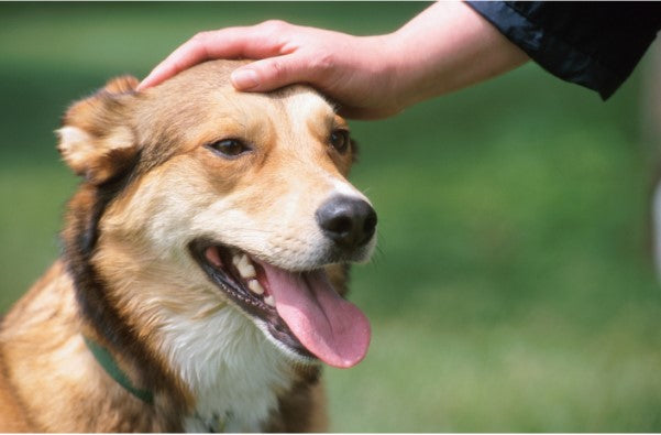 preventing dog bites, how to pet a dog properly