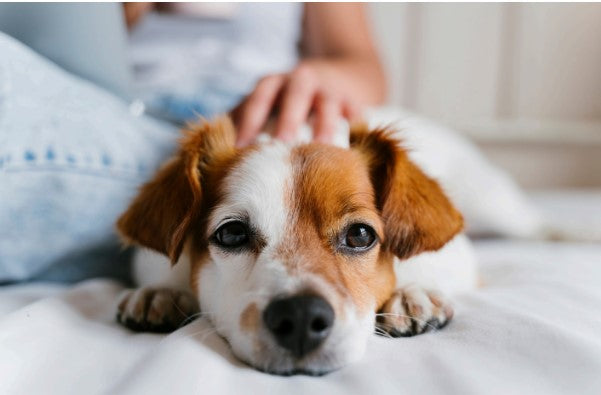 mat training for puppies, calm behavior training for dogs