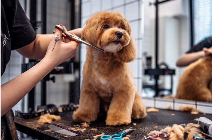 puppy grooming training