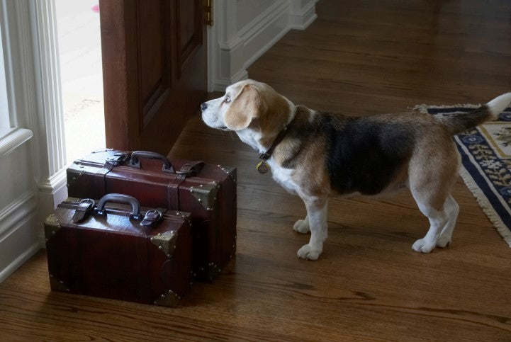 how to train a puppy to be alone, 