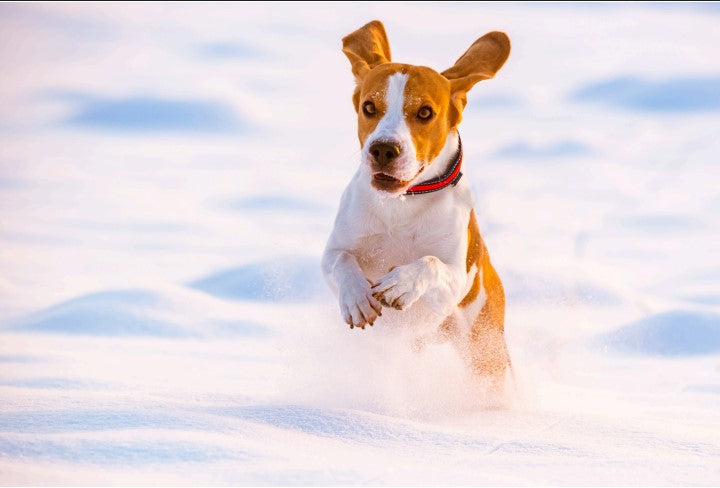 pattern games for dogs