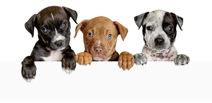 impulse control for dogs, 