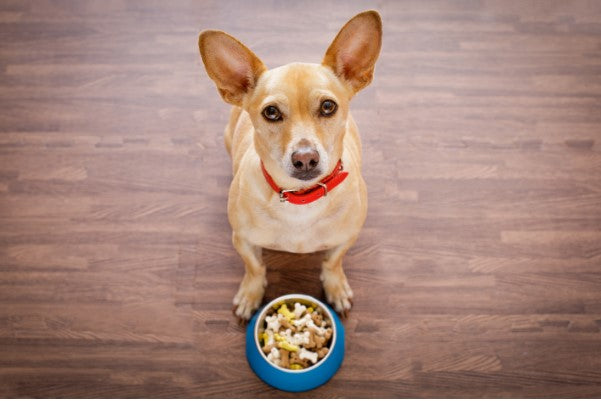 dog walking training games, focus games for reactive dogs