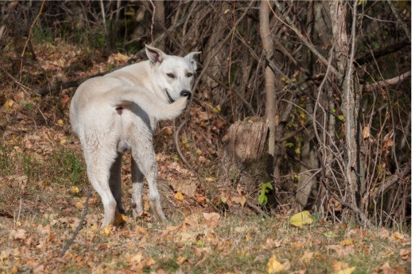 confidence building for dogs