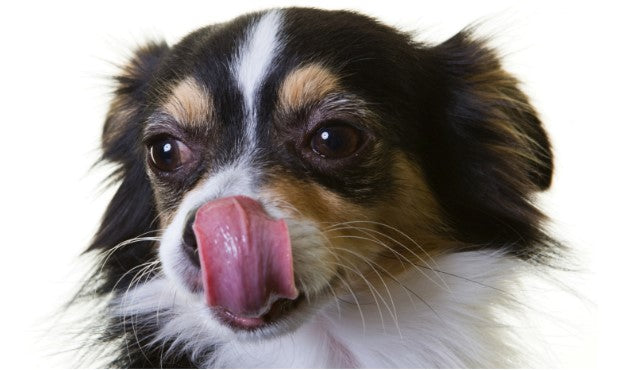 dog body language communication
