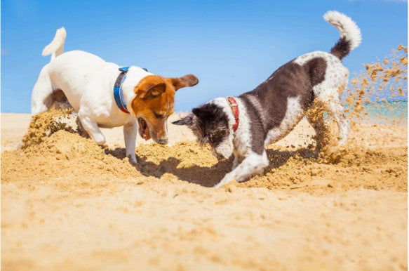 natural dog digging behavior