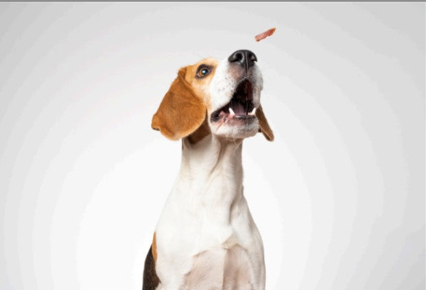 natural dog treats